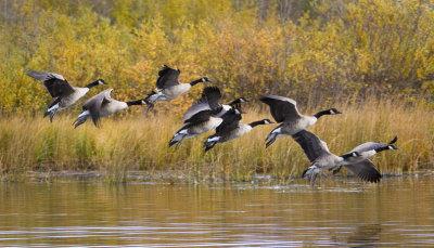 Canada Geese 2007 67 Photo's building a collection