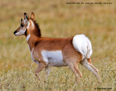 pronghorn3.jpg