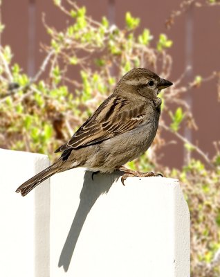 sparrow1.jpg