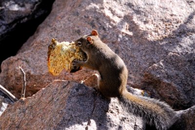 Rocky Mtn NP 09.JPG