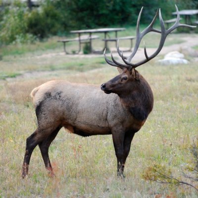 Rocky Mtn NP 13.JPG