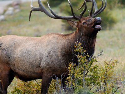 Rocky Mtn NP 14.JPG