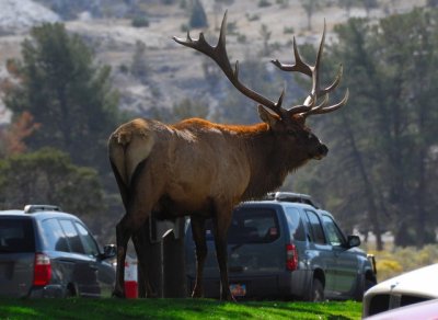 Yellowstone NP 07.JPG