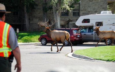 Yellowstone NP 09.JPG