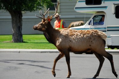 Yellowstone NP 10.JPG