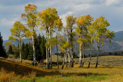Yellowstone NP 12.JPG