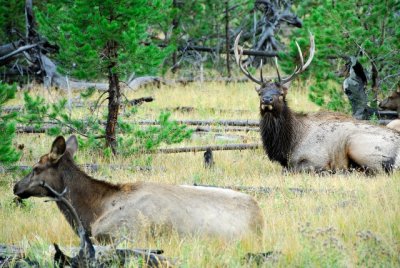 Yellowstone National Park