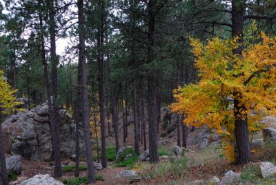 Custer State Park 02.JPG
