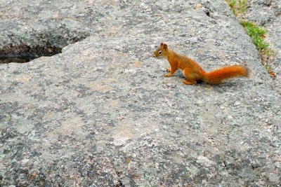 Custer State Park 05.JPG