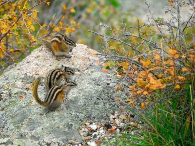Custer State Park 06.JPG