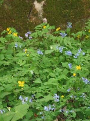 Shirley Miller Wildflower Trail32 - Crockford-Pigeon Mt WMA.jpg