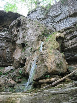 Shirley Miller Wildflower Trail33 - Crockford-Pigeon Mt WMA.jpg