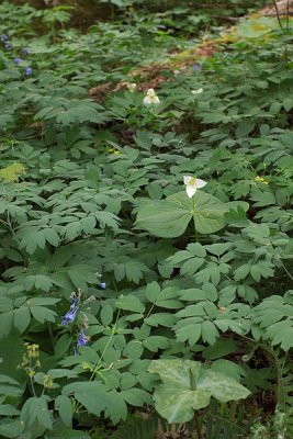 Shirley Miller Wildflower Trail4 - Crockford-Pigeon Mt WMA.jpg