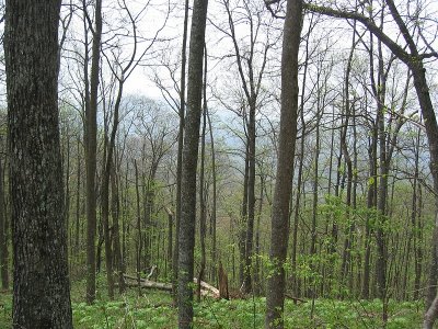 Appalachian Trail 19.BJH.jpg