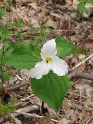 Appalachian Trail 7.BJH.jpg