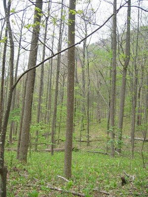 Appalachian Trail 8.BJH.jpg