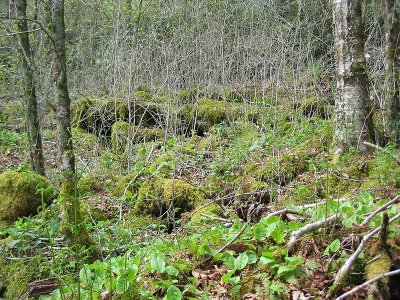 Brasstown Bald Boulderfield 2.BJH.jpg