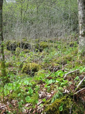 Brasstown Bald Boulderfield 3.BJH.jpg