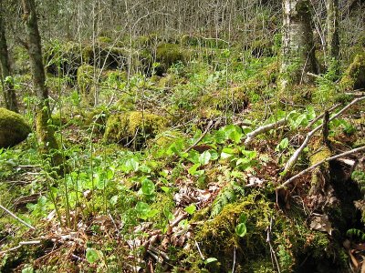 Brasstown Bald Boulderfield 5.BJH.jpg