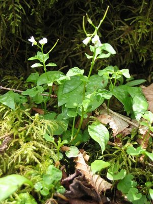 Brasstown Bald Boulderfield 6.BJH.jpg