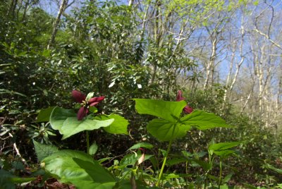Brasstown Bald Trail.DHH.jpg