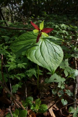 Brasstown Bald Trail6.DHH.jpg