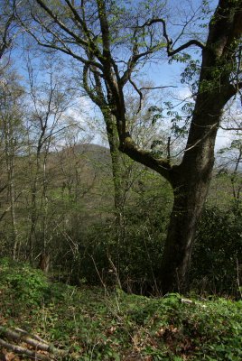 Brasstown Bald Trail7.DHH.jpg