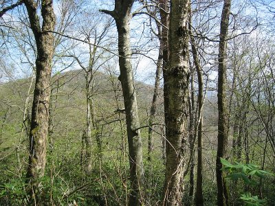 Brasstown Bald trail .BJH.jpg