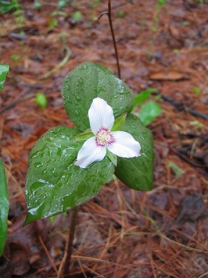Linda's Painted Trillium 2.BJH.jpg