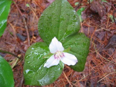 Linda's Painted Trillium.BJH.jpg