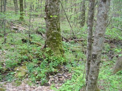 Slaughter Gap Trail 14.BJH.jpg