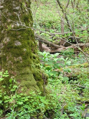 Slaughter Gap Trail 16.BJH.jpg