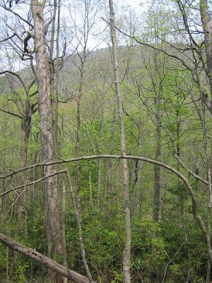 Slaughter Gap Trail 7.BJH.jpg
