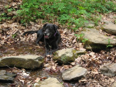 Slaughter Gap Trail13.BJH.JPG