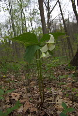 Slaughter Gap Trail14.DHH.JPG