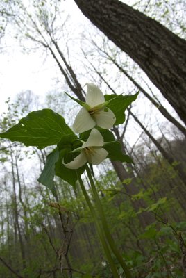 Slaughter Gap Trail15.DHH.JPG