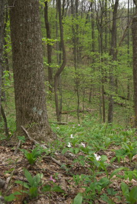 Slaughter Gap Trail16.DHH.JPG