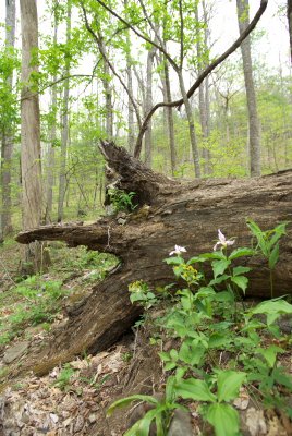 Slaughter Gap Trail9.DHH.JPG