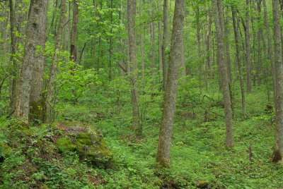 Sosebee Cove.DHH.jpg