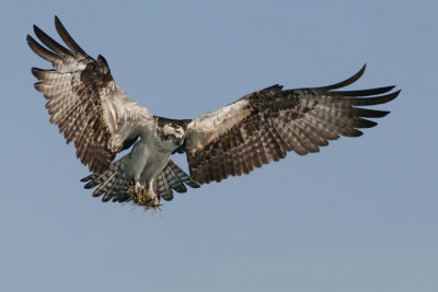 OSPREYS   II