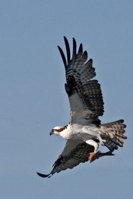 _MG_7984  small.jpg