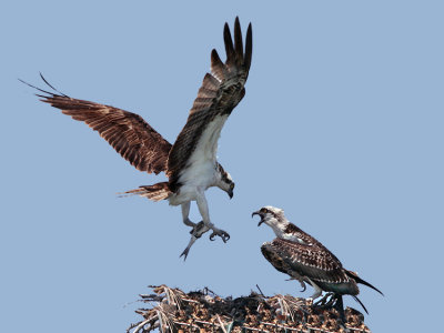 osprey ospreys Fooooodddddd.jpg