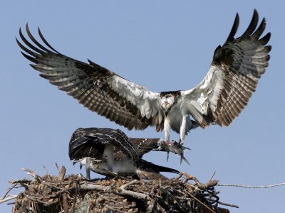 osprey  ospreys750 osprey stretch.jpg