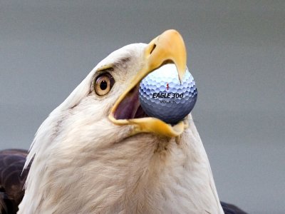 Golf Eagle.jpg