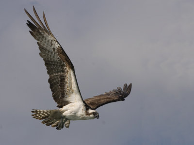 osprey ospreys _MG_2803 small.jpg