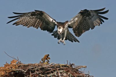 osprey ospreys _MG_9833 small.jpg