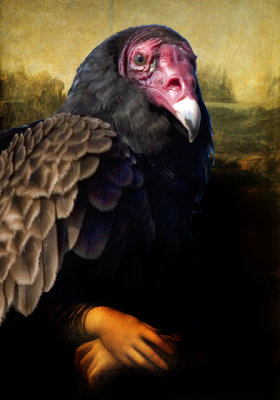 Mona Vulture.jpg