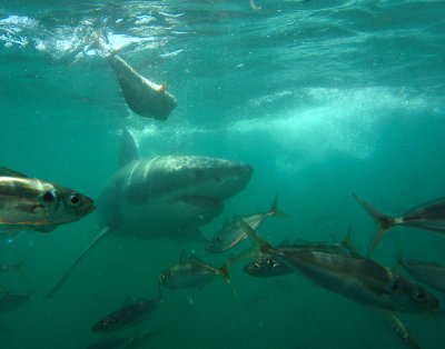 Gansbaai - Great White Sharks