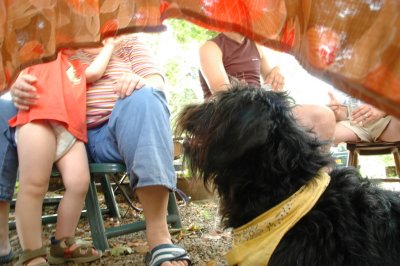 Dog-view