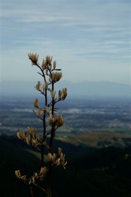 Christchurch
